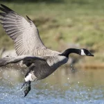 Canadian Goose1