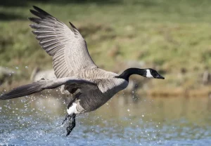 Canadian Goose1