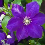 Clematis