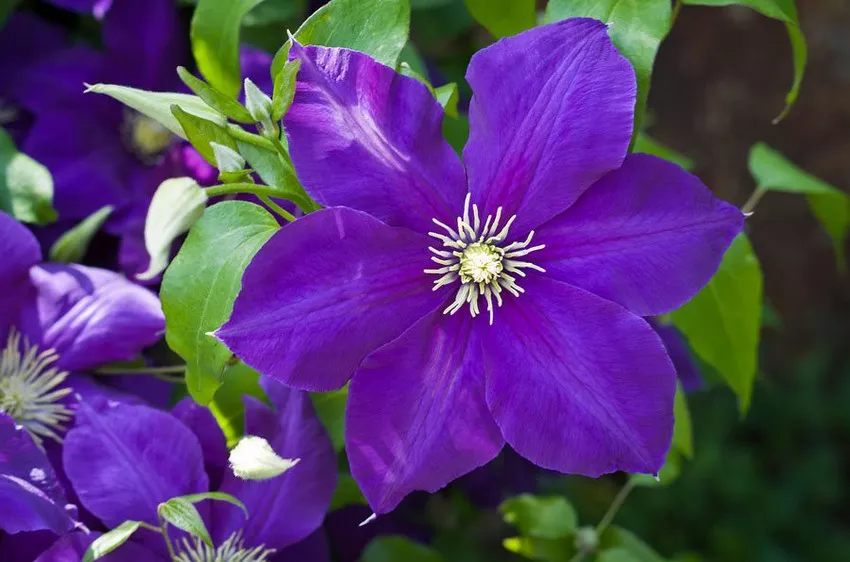 Clematis