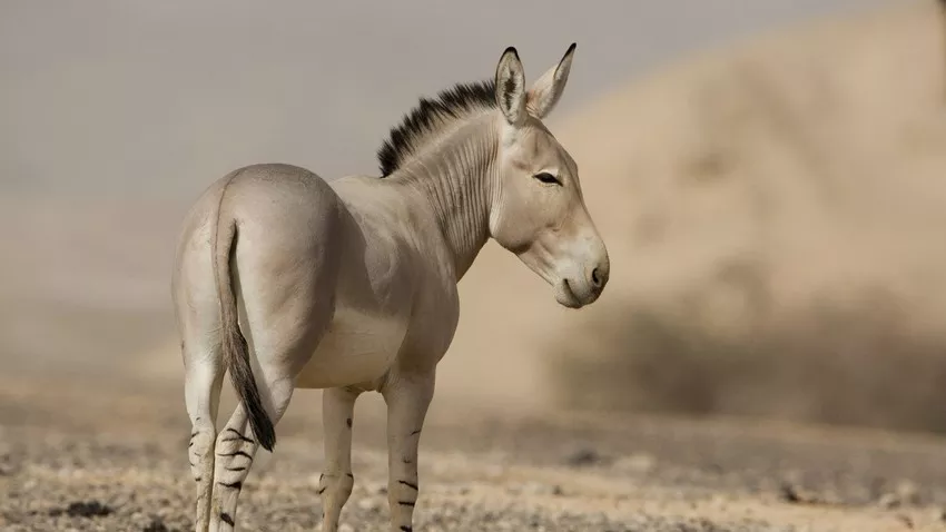 All Donkey Meaning And Symbolism - Ourspiritanimal.com