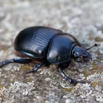 Dung beetle