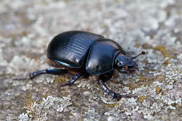 Dung beetle