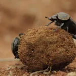 Dung beetle1