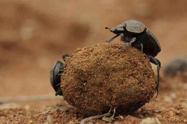 Dung beetle1