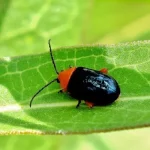 Flea beetle