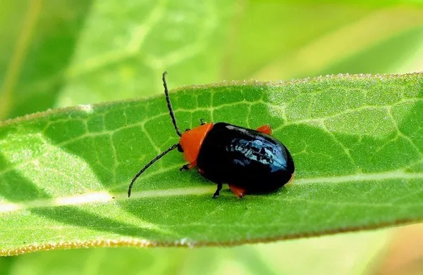 Flea beetle