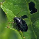 Flea beetle1