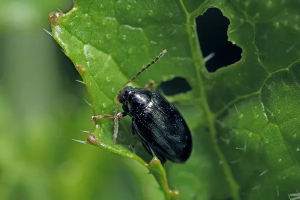 Flea beetle1