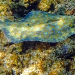 Flounder1