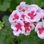 Geranium