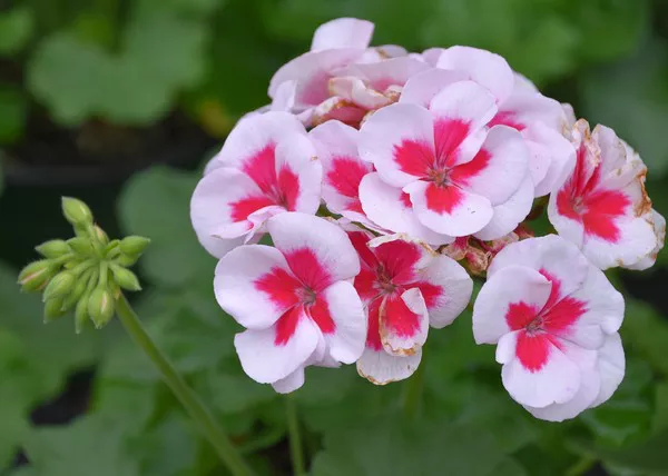 Geranium