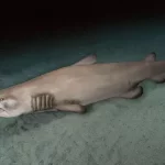 Goblin Shark1