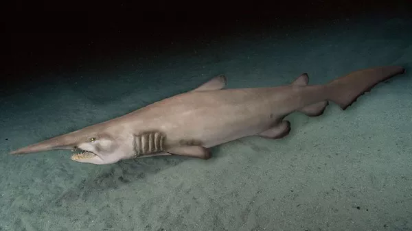 Goblin Shark1