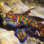 Goby