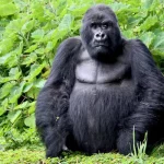 Gorilla