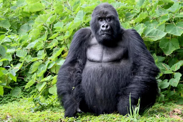 Gorilla