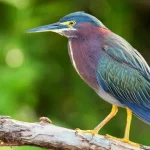 Green Heron