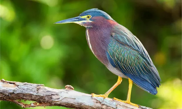 Green Heron