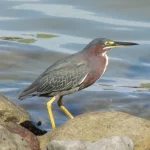 Green Heron1