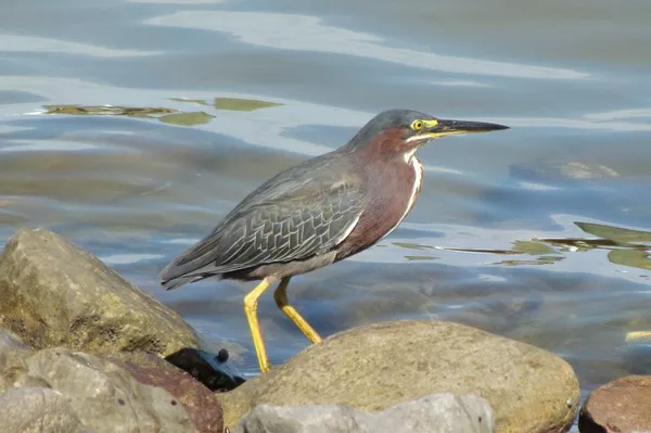 Green Heron1