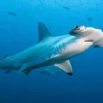 Hammerhead Shark