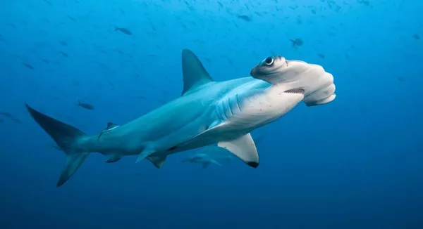 Hammerhead Shark