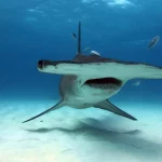 Hammerhead Shark1