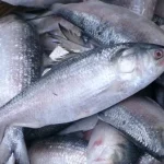 Hilsa