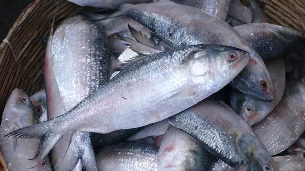 Hilsa