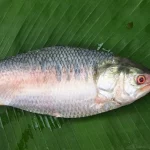 Hilsa1