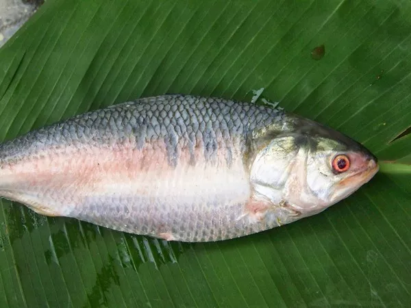 Hilsa1