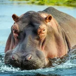 Hippopotamus