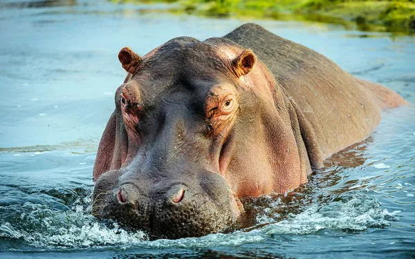 35 Hippopotamus Quotes, Sayings, And Proverbs - Ourspiritanimal.com