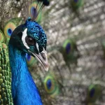 Indian Peafowl