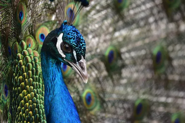 Indian Peafowl