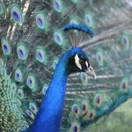 Indian Peafowl1