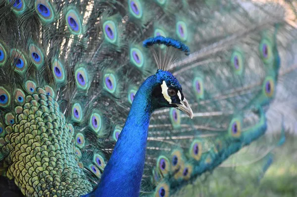 Indian Peafowl1