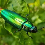 Jewel beetle