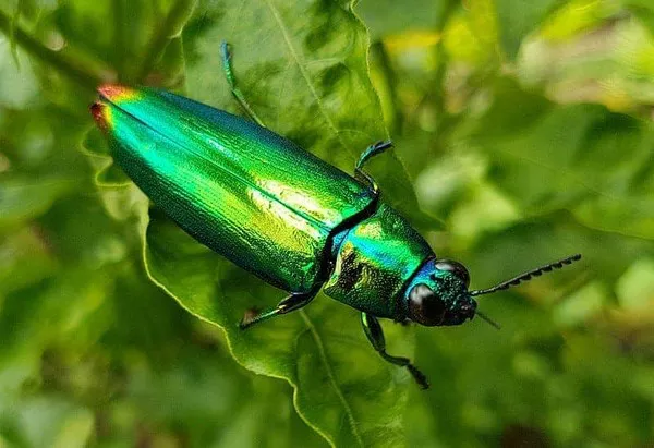 Jewel beetle