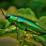 Jewel beetle1