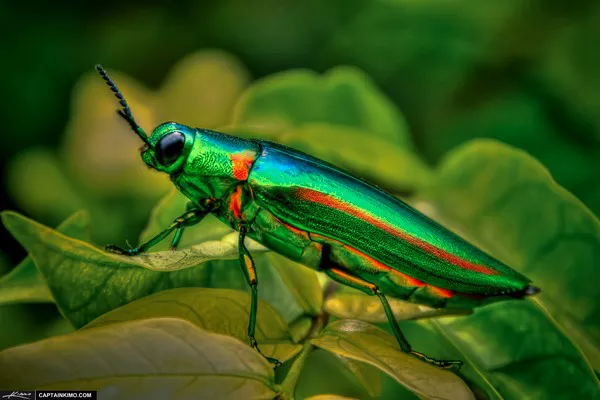 Jewel beetle1