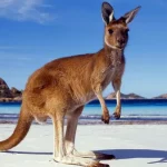 Kangaroo