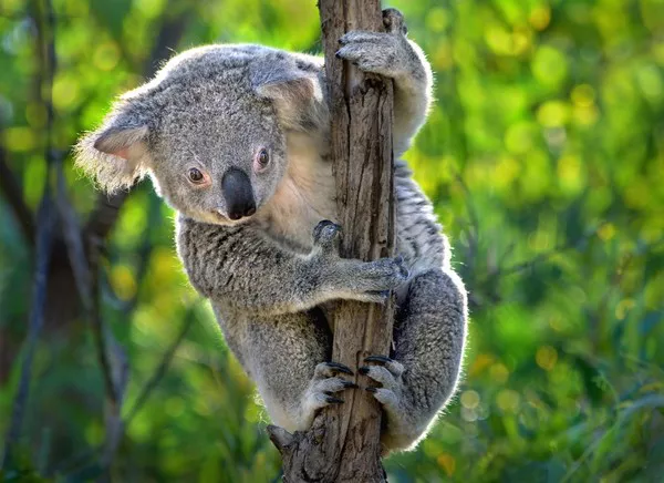 Koala