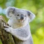 Koala1