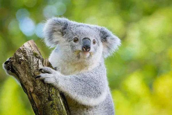 Koala1