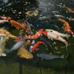 Koi