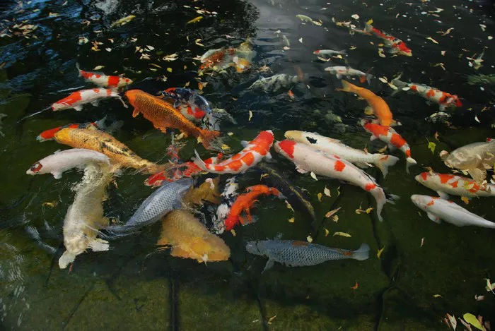 Koi