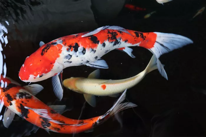 Koi1