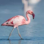 Lesser Flamingo